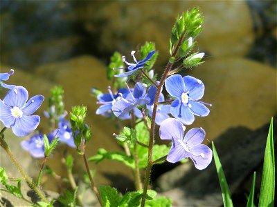 Gamander-Ehrenpreis (Veronica chamaedrys) am Deutschmühlenweiher im Deutsch-Französischen Garten - Landschaftsschutzgebiet „Deutschmühlenweiher mit Mockental, Ehrental und Glockenwäldchen“
