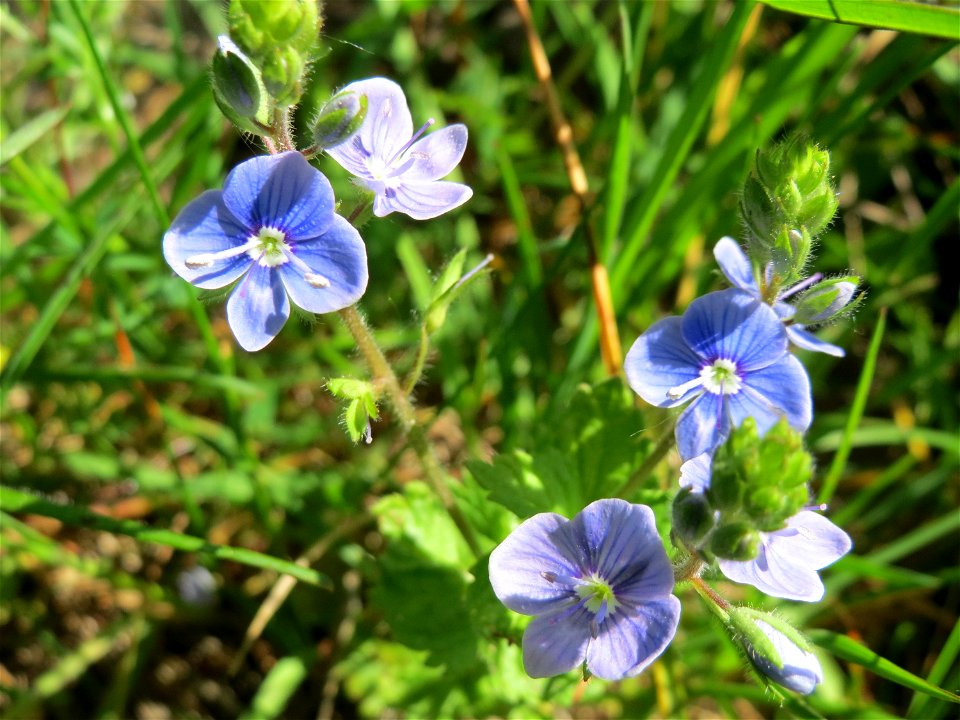 Gamander-Ehrenpreis (Veronica chamaedrys) am Tierfriedhof Saarbrücken - der südliche Teil liegt im Landschaftsschutzgebiet „Drahtzugweiher und das Habsterwiesental“