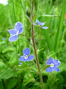 Gamander-Ehrenpreis (Veronica chamaedrys) im Naturschutzgebiet Bachwiesen/Leopoldswiesen im Hockenheimer Rheinbogen