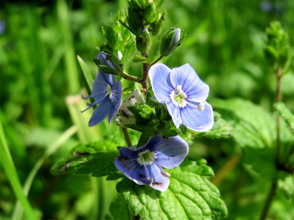 Gamander-Ehrenpreis (Veronica chamaedrys) im Naturschutzgebiet „Mirabellenhecke in den Horststückern“ im Landschaftsschutzgebiet „Hockenheimer Rheinbogen“