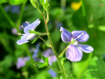 Gamander-Ehrenpreis (Veronica chamaedrys) im Naturschutzgebiet „Ketscher Rheininsel“