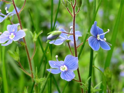 Gamander-Ehrenpreis (Veronica chamaedrys) im Naturschutzgebiet „Bachwiesen/Leopoldswiesen“ im Hockenheimer Rheinbogen