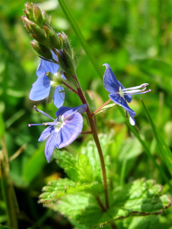 Gamander-Ehrenpreis (Veronica chamaedrys) im Habsterwiesental in Alt-Saarbrücken
