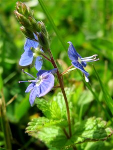 Gamander-Ehrenpreis (Veronica chamaedrys) im Habsterwiesental in Alt-Saarbrücken