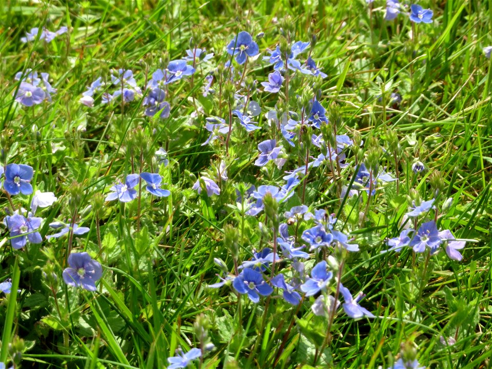 Gamander-Ehrenpreis (Veronica chamaedrys) auf dem Hauptfriedhof Saarbrücken