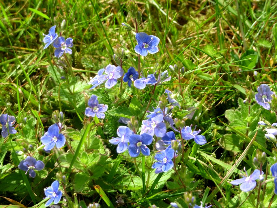 Gamander-Ehrenpreis (Veronica chamaedrys) auf dem Hauptfriedhof Saarbrücken