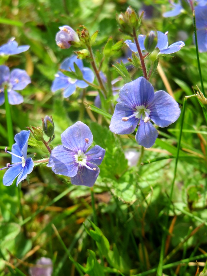 Gamander-Ehrenpreis (Veronica chamaedrys) auf dem Hauptfriedhof Saarbrücken