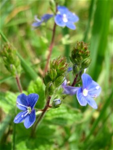 Gamander-Ehrenpreis (Veronica chamaedrys) am Tierfriedhof Saarbrücken - der südliche Teil liegt im Landschaftsschutzgebiet „Drahtzugweiher und das Habsterwiesental“