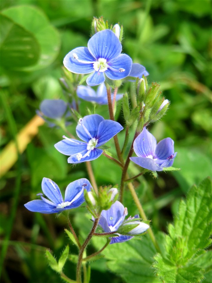 Gamander-Ehrenpreis (Veronica chamaedrys) am Tierfriedhof Saarbrücken - der südliche Teil liegt im Landschaftsschutzgebiet „Drahtzugweiher und das Habsterwiesental“