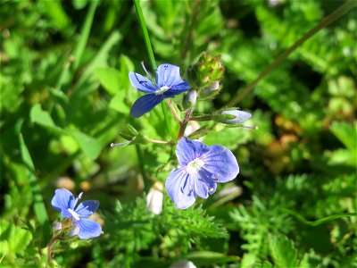 Gamander-Ehrenpreis (Veronica chamaedrys) in Saarbrücken