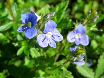 Gamander-Ehrenpreis (Veronica chamaedrys) in Saarbrücken