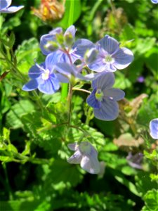 Gamander-Ehrenpreis (Veronica chamaedrys) in Saarbrücken