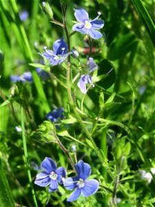 Gamander-Ehrenpreis (Veronica chamaedrys) im Naturschutzgebiet „Bachwiesen/Leopoldswiesen“ im Hockenheimer Rheinbogen