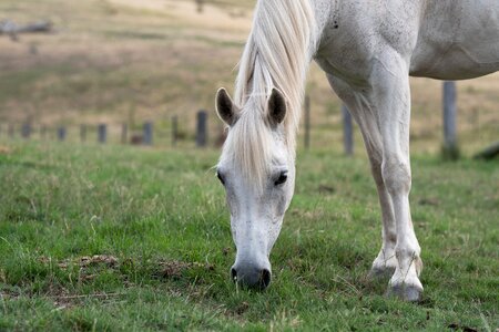 Australian pony grey grazing