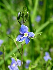 Gamander-Ehrenpreis (Veronica chamaedrys) im Naturschutzgebiet „Bachwiesen/Leopoldswiesen“ im Hockenheimer Rheinbogen