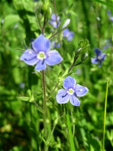 Gamander-Ehrenpreis (Veronica chamaedrys) im Naturschutzgebiet „Bachwiesen/Leopoldswiesen“ im Hockenheimer Rheinbogen
