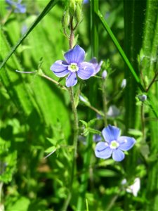 Gamander-Ehrenpreis (Veronica chamaedrys) im Naturschutzgebiet „Bachwiesen/Leopoldswiesen“ im Hockenheimer Rheinbogen