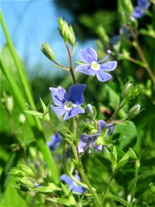 Gamander-Ehrenpreis (Veronica chamaedrys) im Naturschutzgebiet „Bachwiesen/Leopoldswiesen“ im Hockenheimer Rheinbogen
