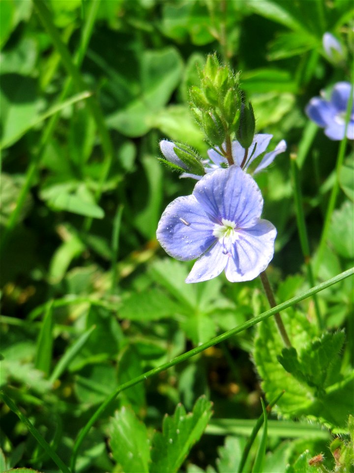 Gamander-Ehrenpreis (Veronica chamaedrys) am Friedhof St. Johann in Saarbrücken