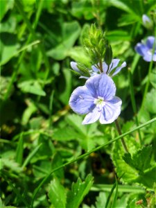 Gamander-Ehrenpreis (Veronica chamaedrys) am Friedhof St. Johann in Saarbrücken