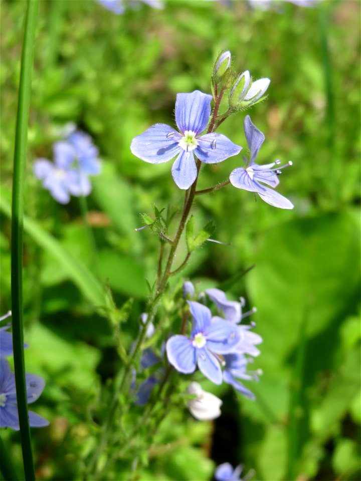 Gamander-Ehrenpreis (Veronica chamaedrys) am Friedhof St. Johann in Saarbrücken