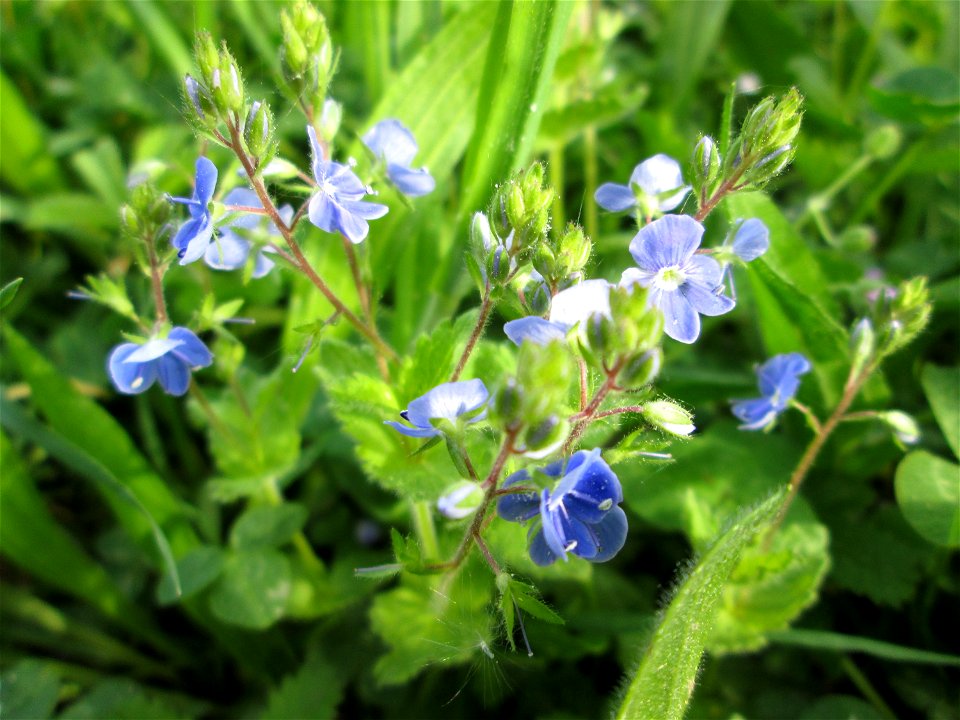 Gamander-Ehrenpreis (Veronica chamaedrys) in der Schwetzinger Hardt