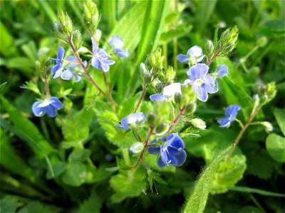 Gamander-Ehrenpreis (Veronica chamaedrys) in der Schwetzinger Hardt