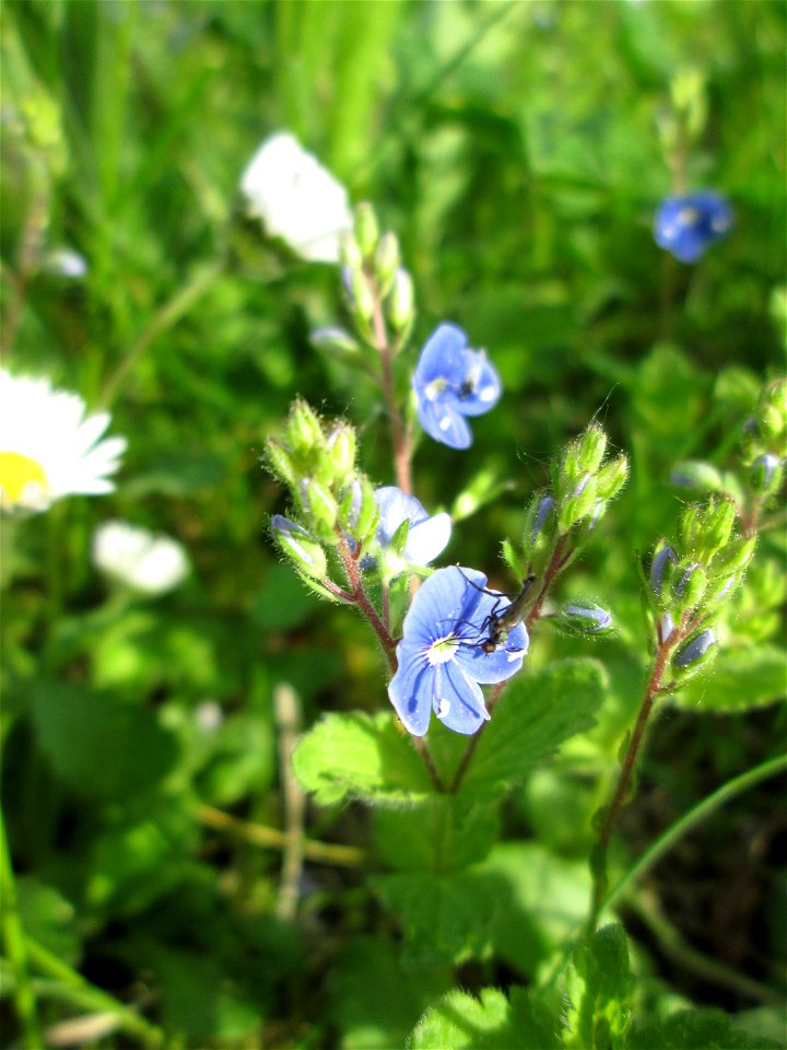 Gamander-Ehrenpreis (Veronica chamaedrys) in der Schwetzinger Hardt