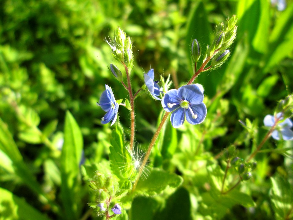 Gamander-Ehrenpreis (Veronica chamaedrys) in der Schwetzinger Hardt