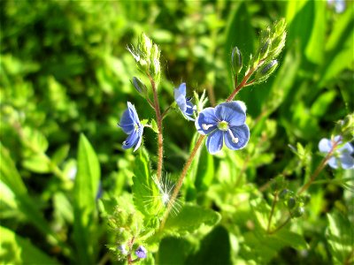 Gamander-Ehrenpreis (Veronica chamaedrys) in der Schwetzinger Hardt