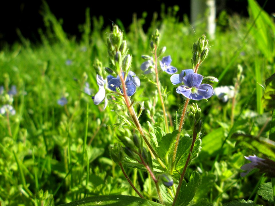 Gamander-Ehrenpreis (Veronica chamaedrys) in der Schwetzinger Hardt