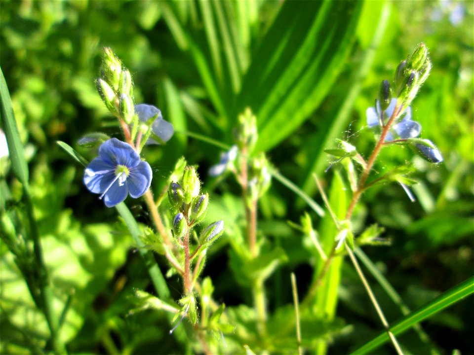Gamander-Ehrenpreis (Veronica chamaedrys) in der Schwetzinger Hardt