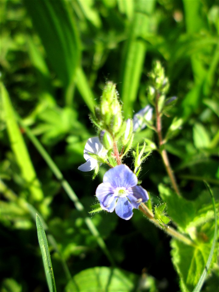 Gamander-Ehrenpreis (Veronica chamaedrys) in der Schwetzinger Hardt