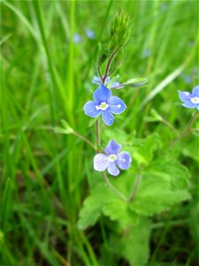 Gamander-Ehrenpreis (Veronica chamaedrys) im Naturschutzgebiet „Bachwiesen/Leopoldswiesen“ im Hockenheimer Rheinbogen