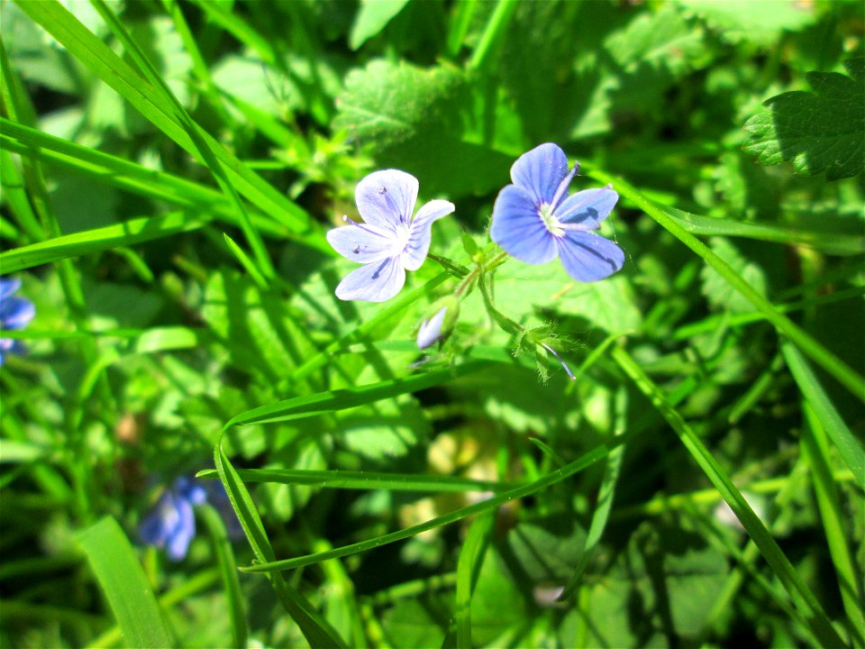 Gamander-Ehrenpreis (Veronica chamaedrys) am Staden in Saarbrücken