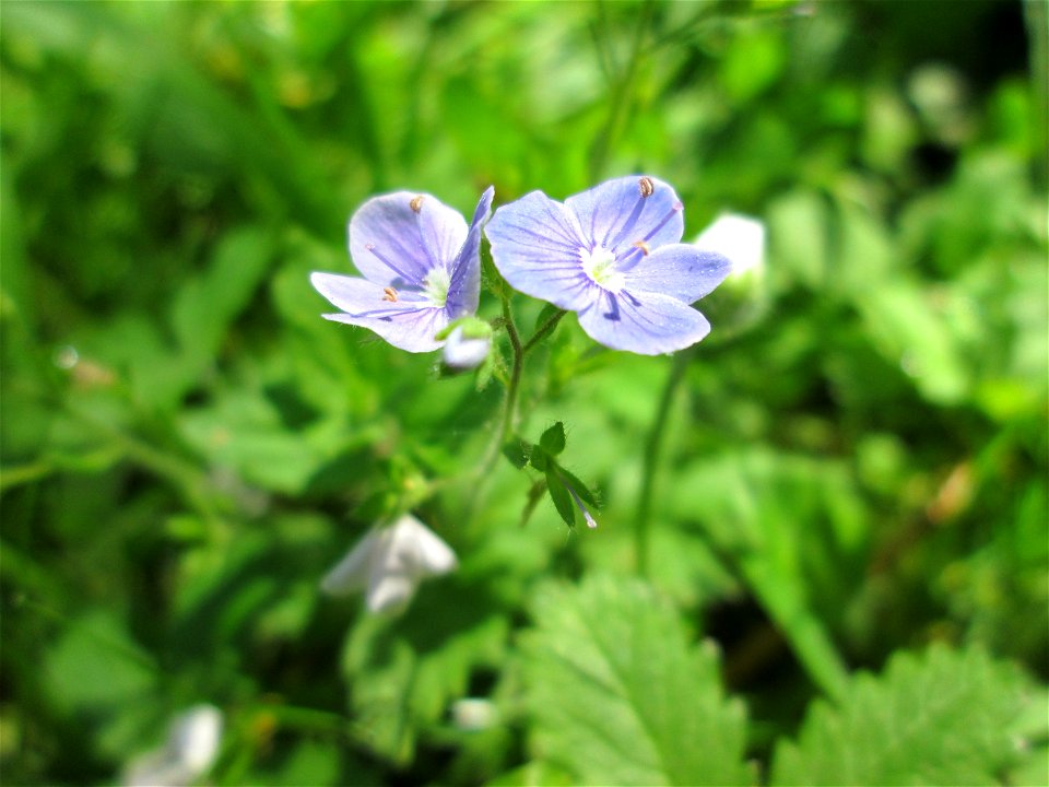 Gamander-Ehrenpreis (Veronica chamaedrys) am Staden in Saarbrücken