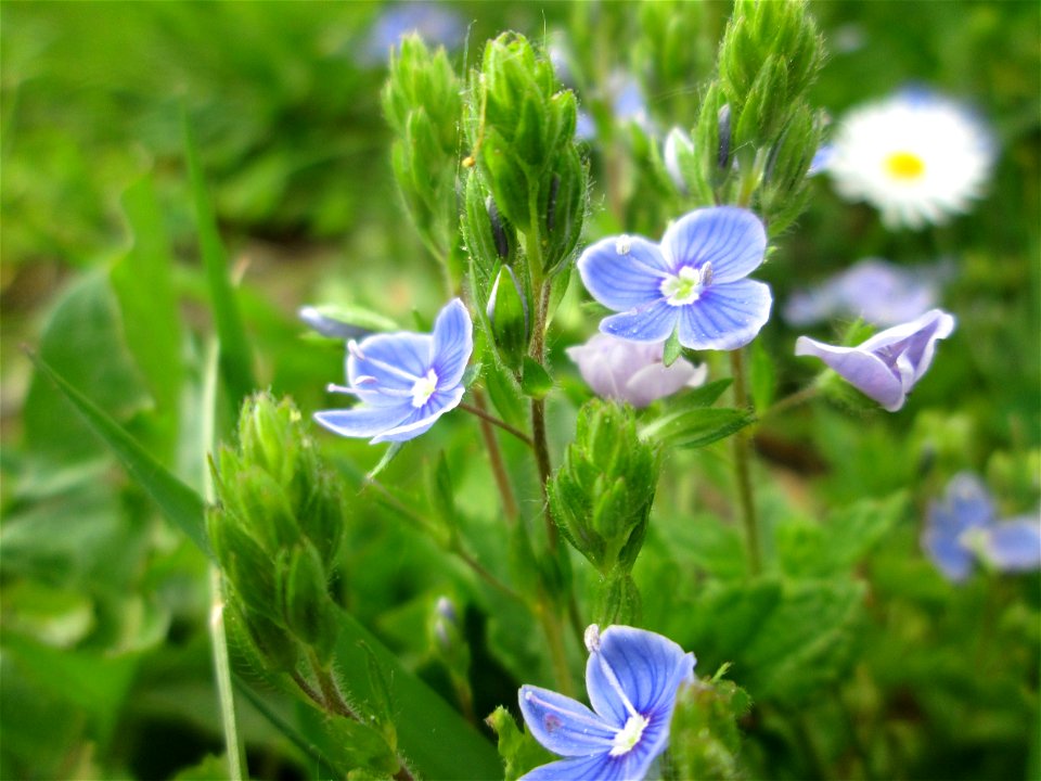 Gamander-Ehrenpreis (Veronica chamaedrys) am Staden in Saarbrücken