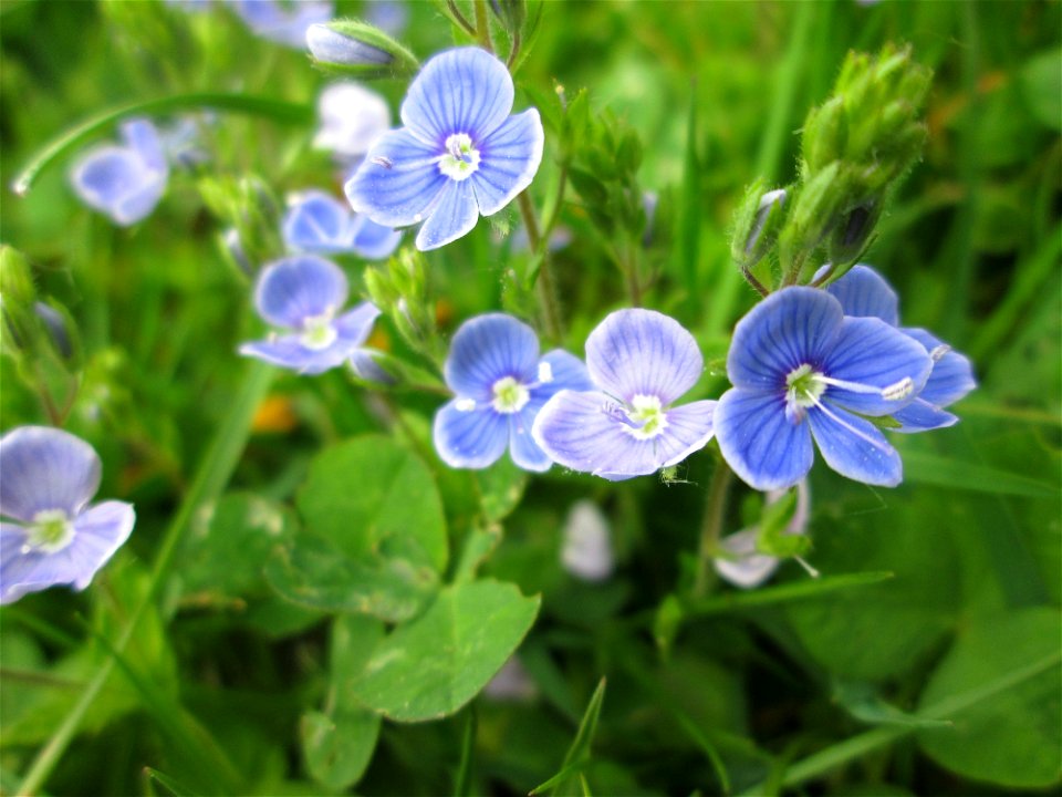 Gamander-Ehrenpreis (Veronica chamaedrys) am Staden in Saarbrücken