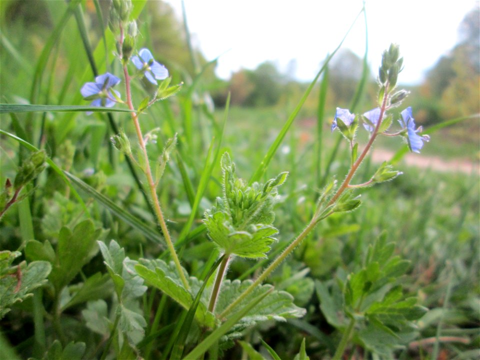 Gamander-Ehrenpreis (Veronica chamaedrys) im Landschaftsschutzgebiet „Winterberg“ in Sankt Arnual
