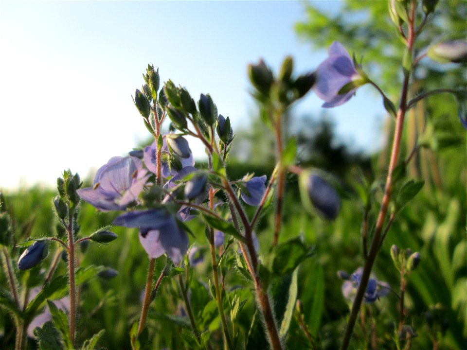 Gamander-Ehrenpreis (Veronica chamaedrys) auf einer Streuobstwiese in Hockenheim