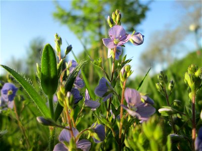 Gamander-Ehrenpreis (Veronica chamaedrys) auf einer Streuobstwiese in Hockenheim photo