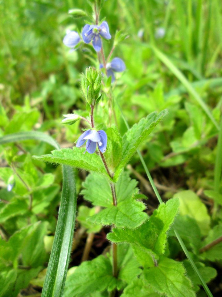 Gamander-Ehrenpreis (Veronica chamaedrys) im Naturschutzgebiet „Bachwiesen/Leopoldswiesen“ im Hockenheimer Rheinbogen