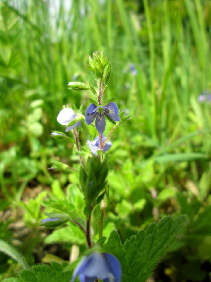Gamander-Ehrenpreis (Veronica chamaedrys) im Naturschutzgebiet „Bachwiesen/Leopoldswiesen“ im Hockenheimer Rheinbogen