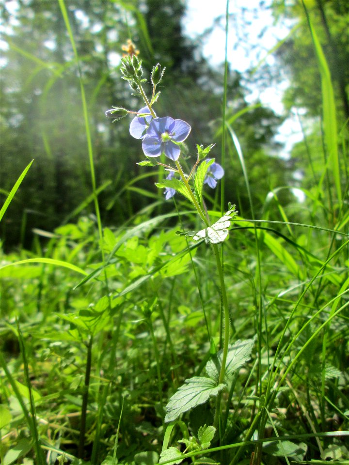 Gamander-Ehrenpreis (Veronica chamaedrys) im Unteren Saubusch (Bannwaldbereich) in der Schwetzinger Hardt