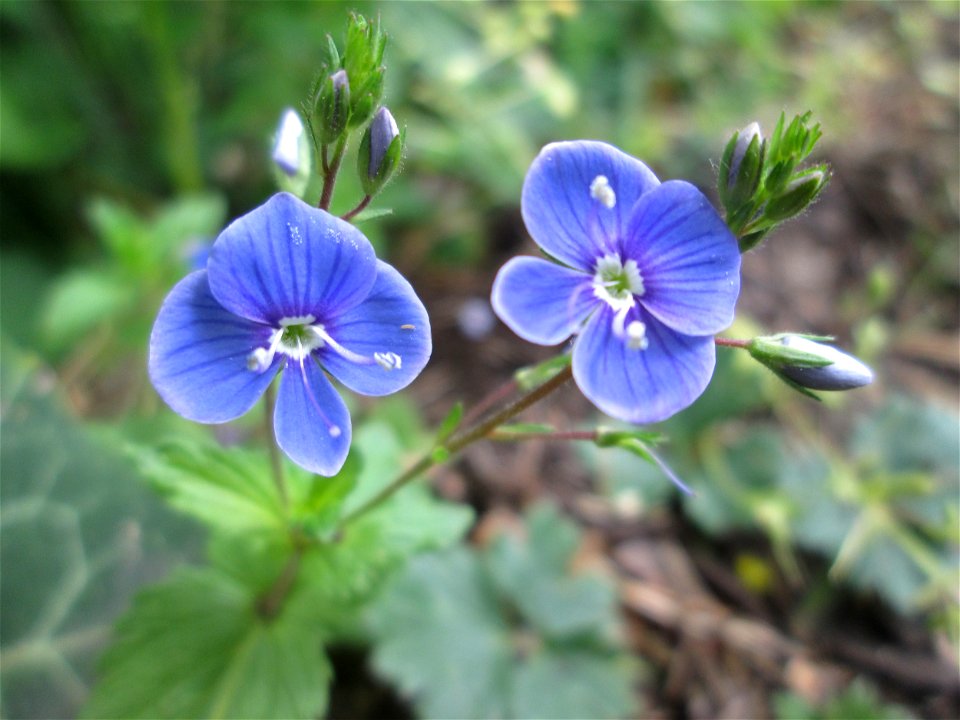 Gamander-Ehrenpreis (Veronica chamaedrys) auf dem Feldherrenhügel im Naturschutzgebiet „Oftersheimer Dünen“