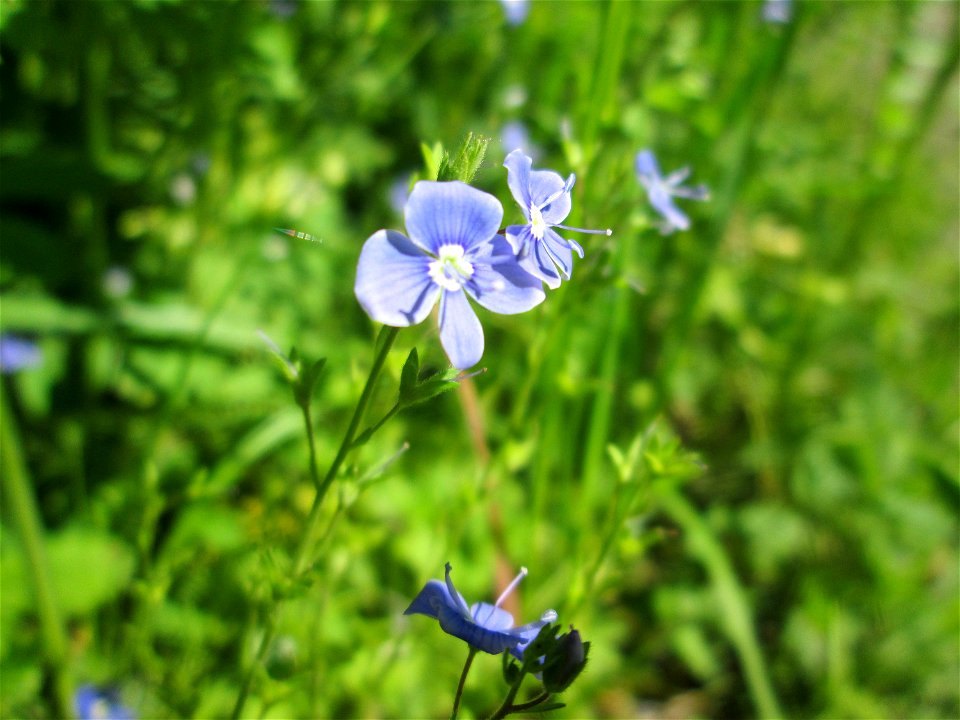 Gamander-Ehrenpreis (Veronica chamaedrys) im Naturschutzgebiet „St. Arnualer Wiesen“