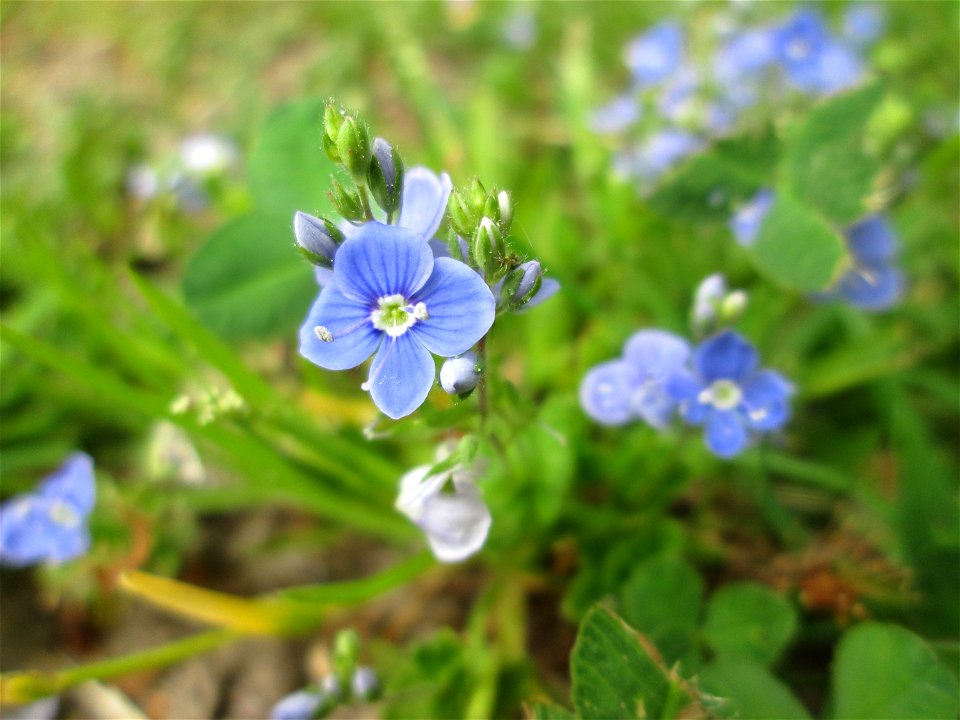 Gamander-Ehrenpreis (Veronica chamaedrys) am Staden in Saarbrücken