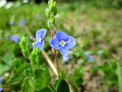 Gamander-Ehrenpreis (Veronica chamaedrys) am Staden in Saarbrücken photo