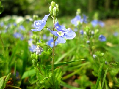 Gamander-Ehrenpreis (Veronica chamaedrys) am Staden in Saarbrücken