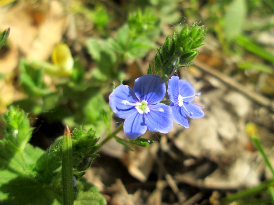 Gamander-Ehrenpreis (Veronica chamaedrys) am Staden in Saarbrücken